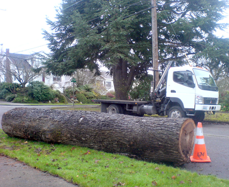 elm log 01 | Chadhaus